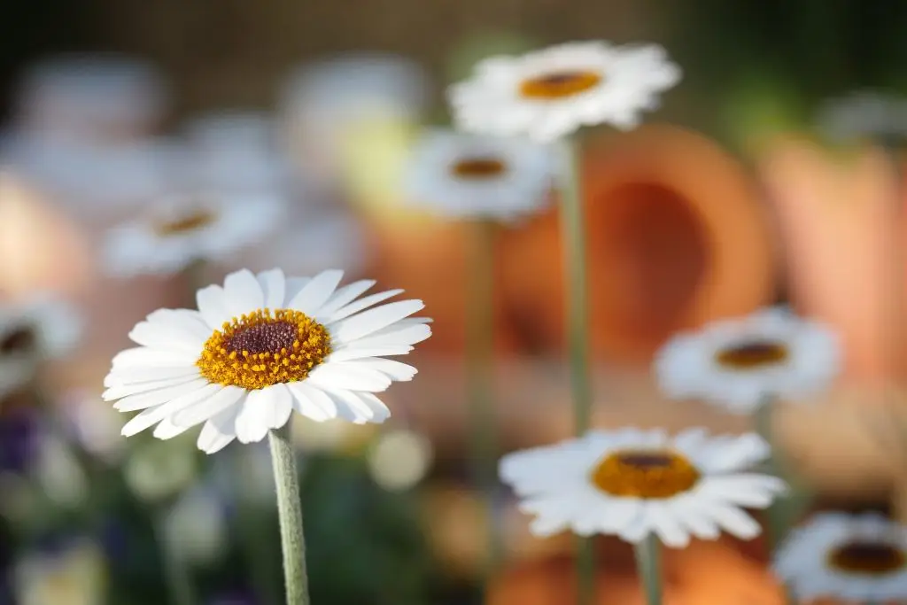 Verse of the day - Nippon Daisy Blooms in its own time